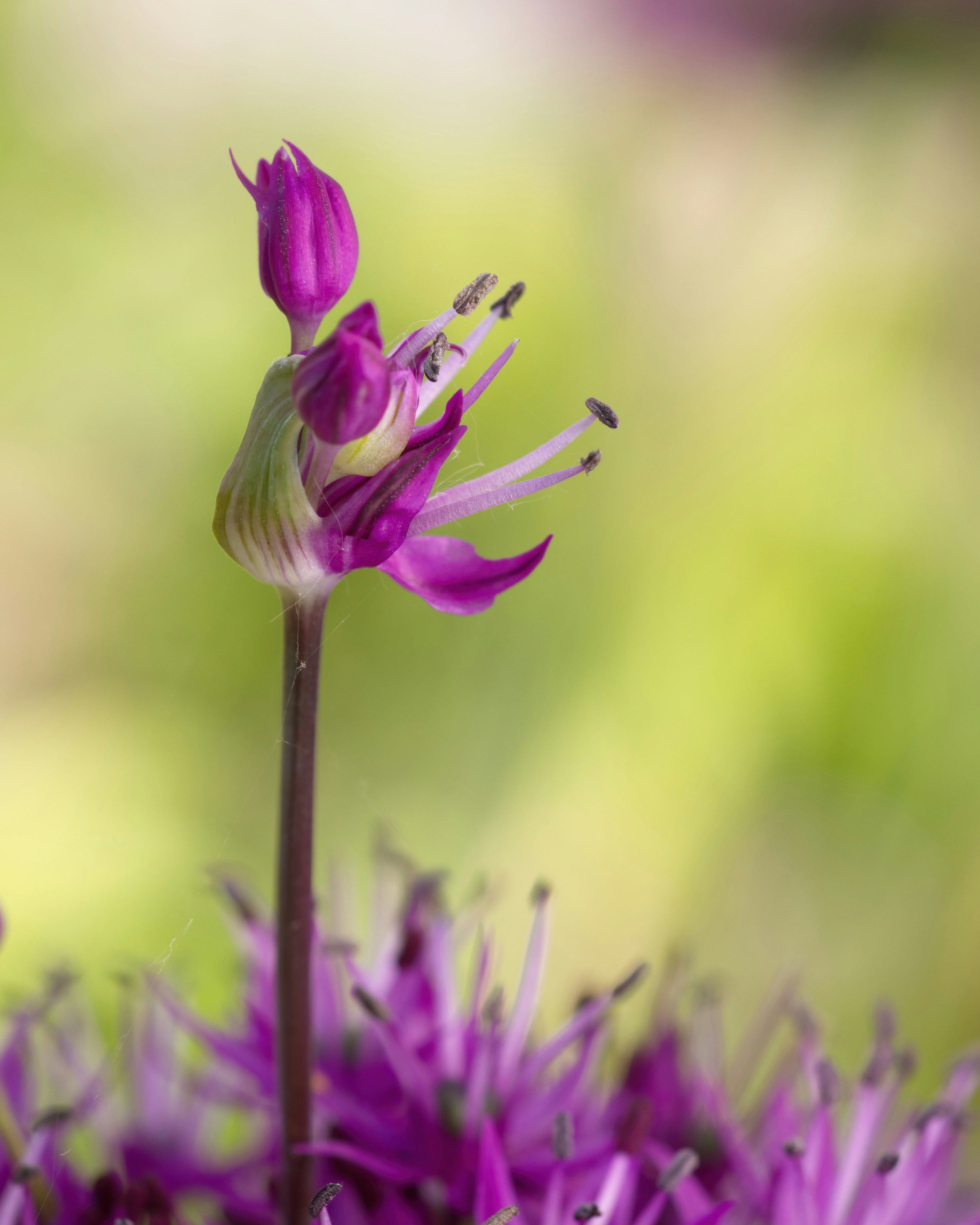 Photo by birgittaroos