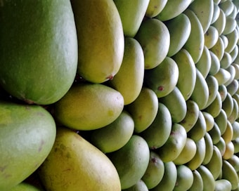 A close-up view of a neatly stacked arrangement of green mangoes, displayed in a pattern that emphasizes their smooth texture and oval shape. The mangoes are varying shades of green, indicating different stages of ripeness.