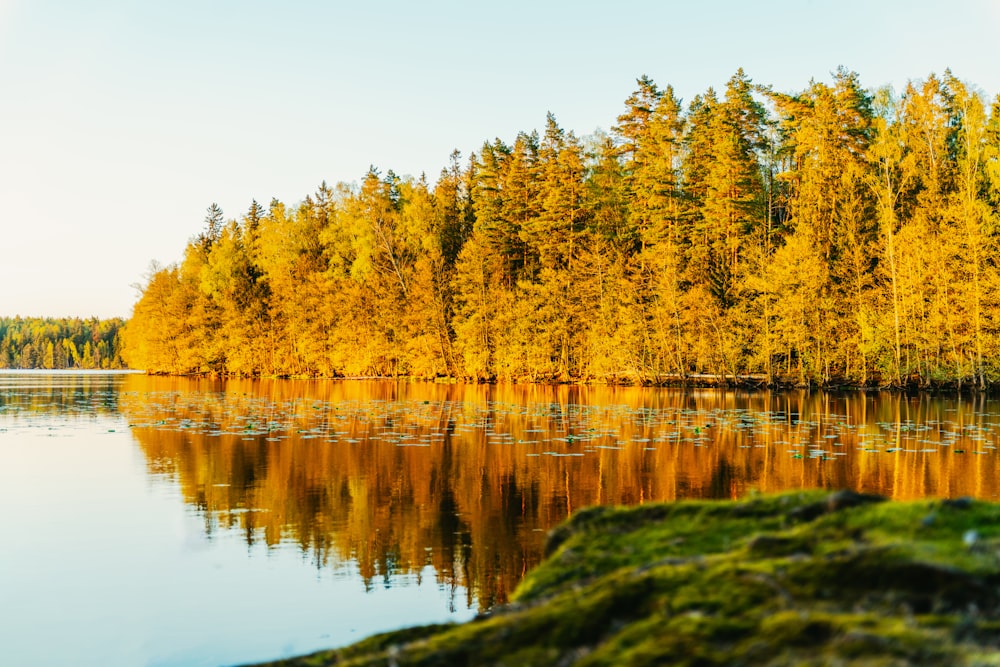 a body of water surrounded by lots of trees