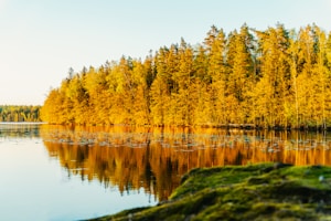 A serene lake bordered by a dense forest of trees showcasing autumn colors, primarily yellows and browns. The calm water reflects the vibrant foliage and the clear blue sky. A mossy green foreground hints at a natural, untouched environment.