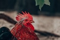 Close-up of a fierce fighting rooster with vibrant feathers