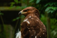 A close up of a brown and white bird of prey