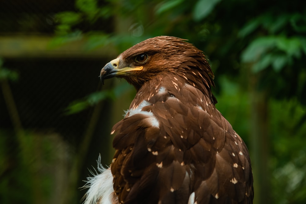 a close up of a brown and white bird of prey