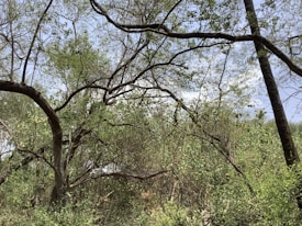 A dense thicket of trees and shrubs in a forested area, characterized by lush green foliage and intertwined branches. The sky peeks through the canopy, hinting at a bright, sunny day.