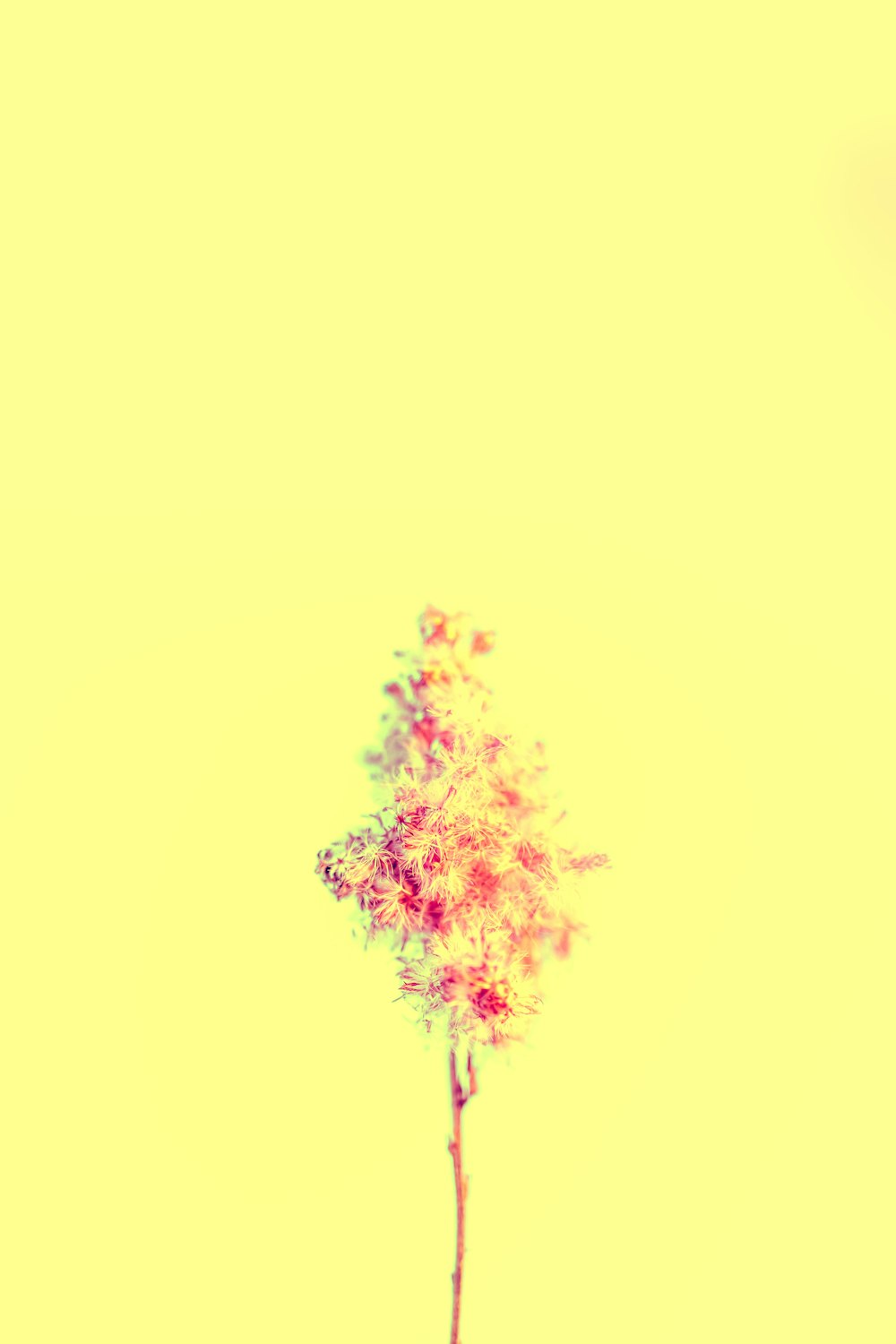 a single flower in a vase on a yellow background