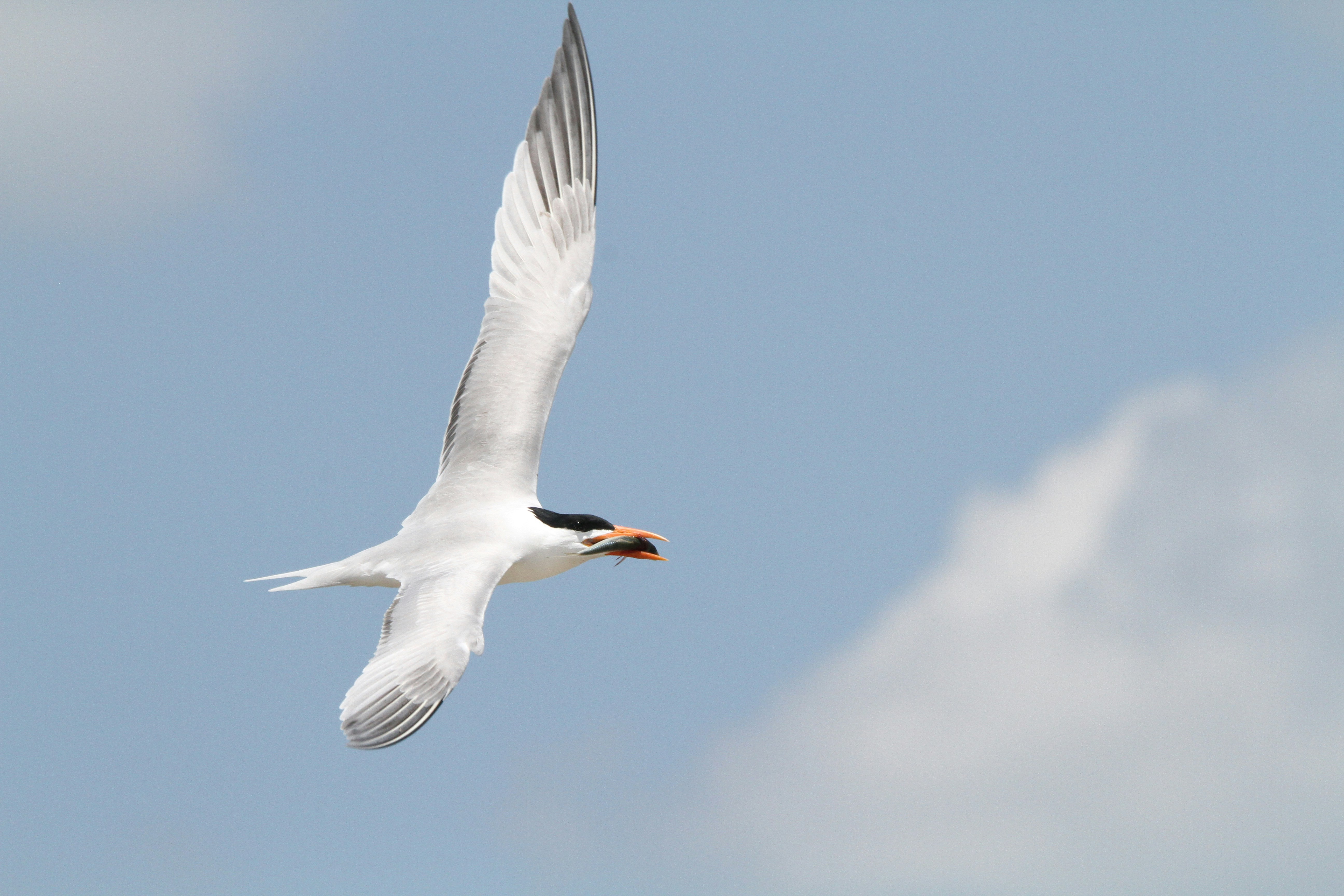 Photo by naturelensephotographer