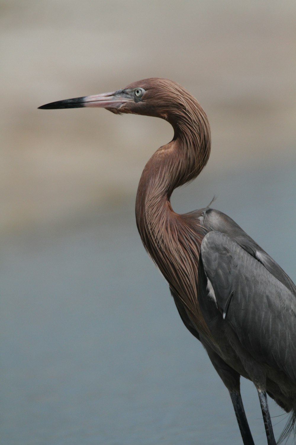 a bird with a long neck standing in the water