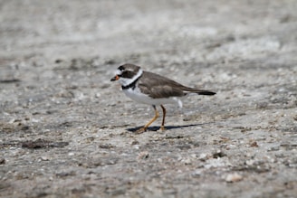 A small bird with a short beak and orange legs is standing on a rough, textured surface. It has a brown back, white underparts, and distinctive black and white markings on its head.