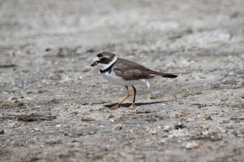 A small bird with a short beak and orange legs is standing on a rough, textured surface. It has a brown back, white underparts, and distinctive black and white markings on its head.