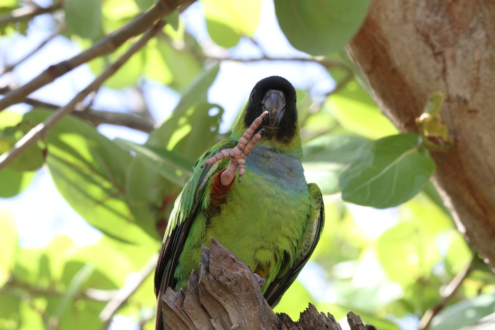 a green parrot perched on top of a tree branch