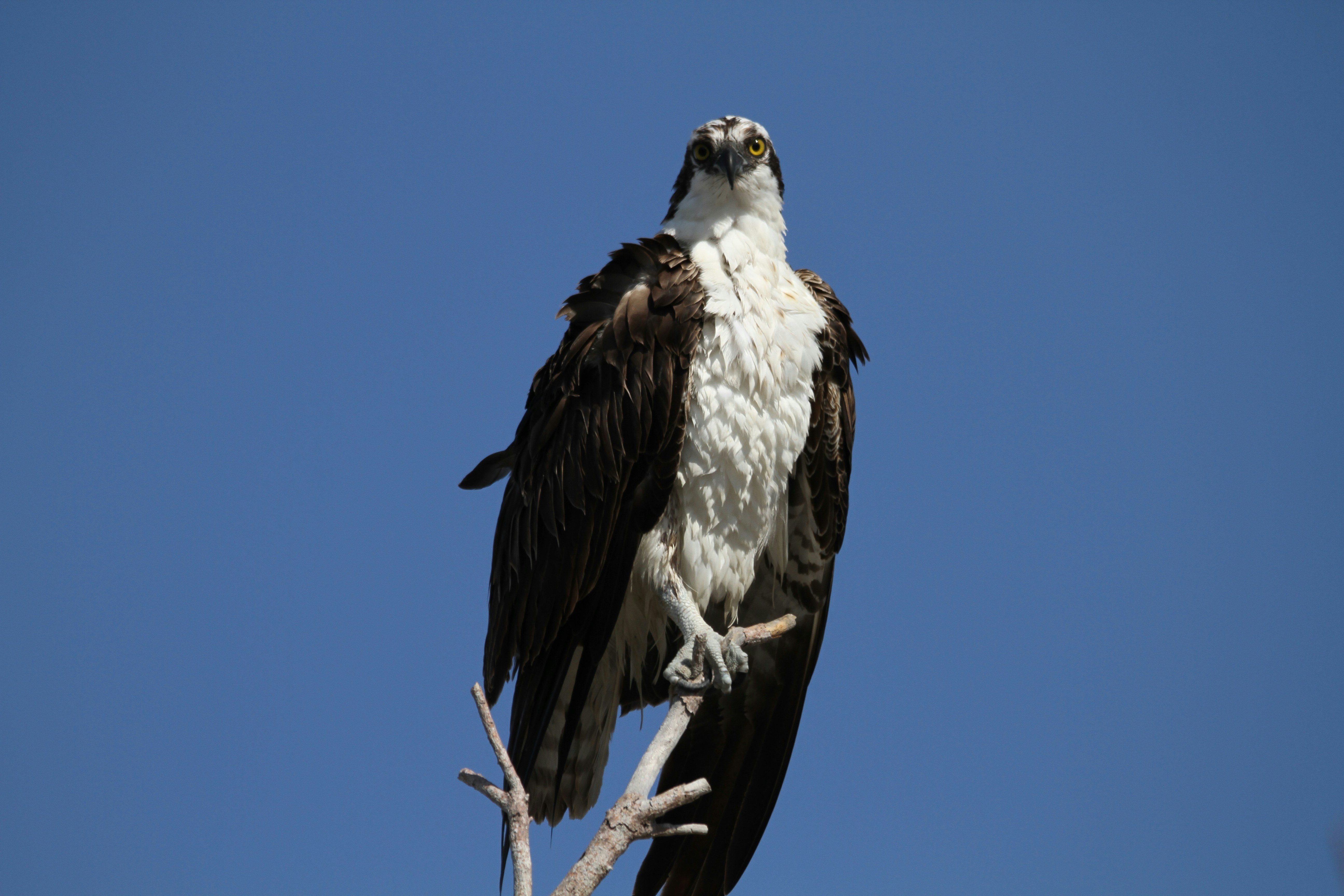 Photo by naturelensephotographer
