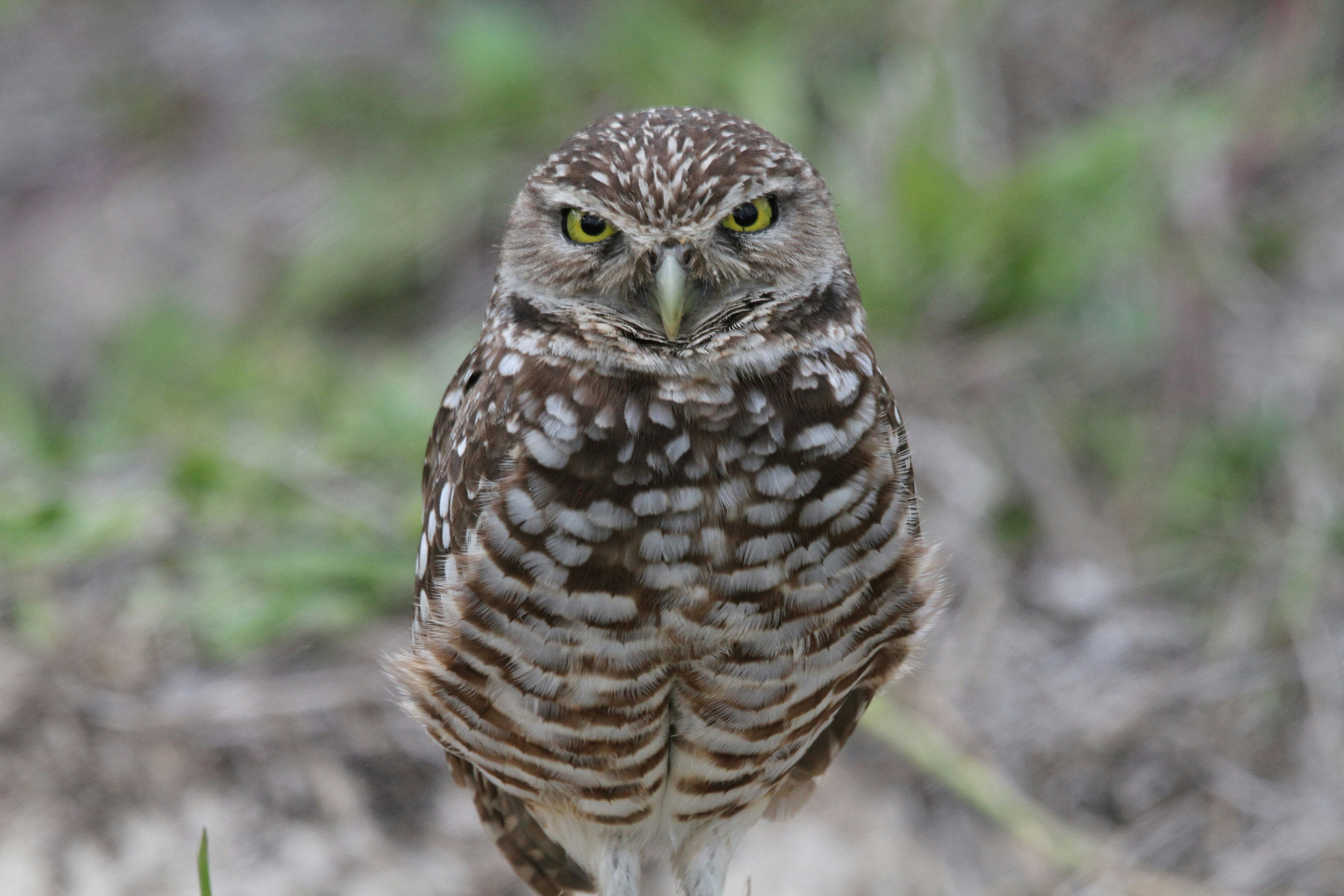 Photo by naturelensephotographer