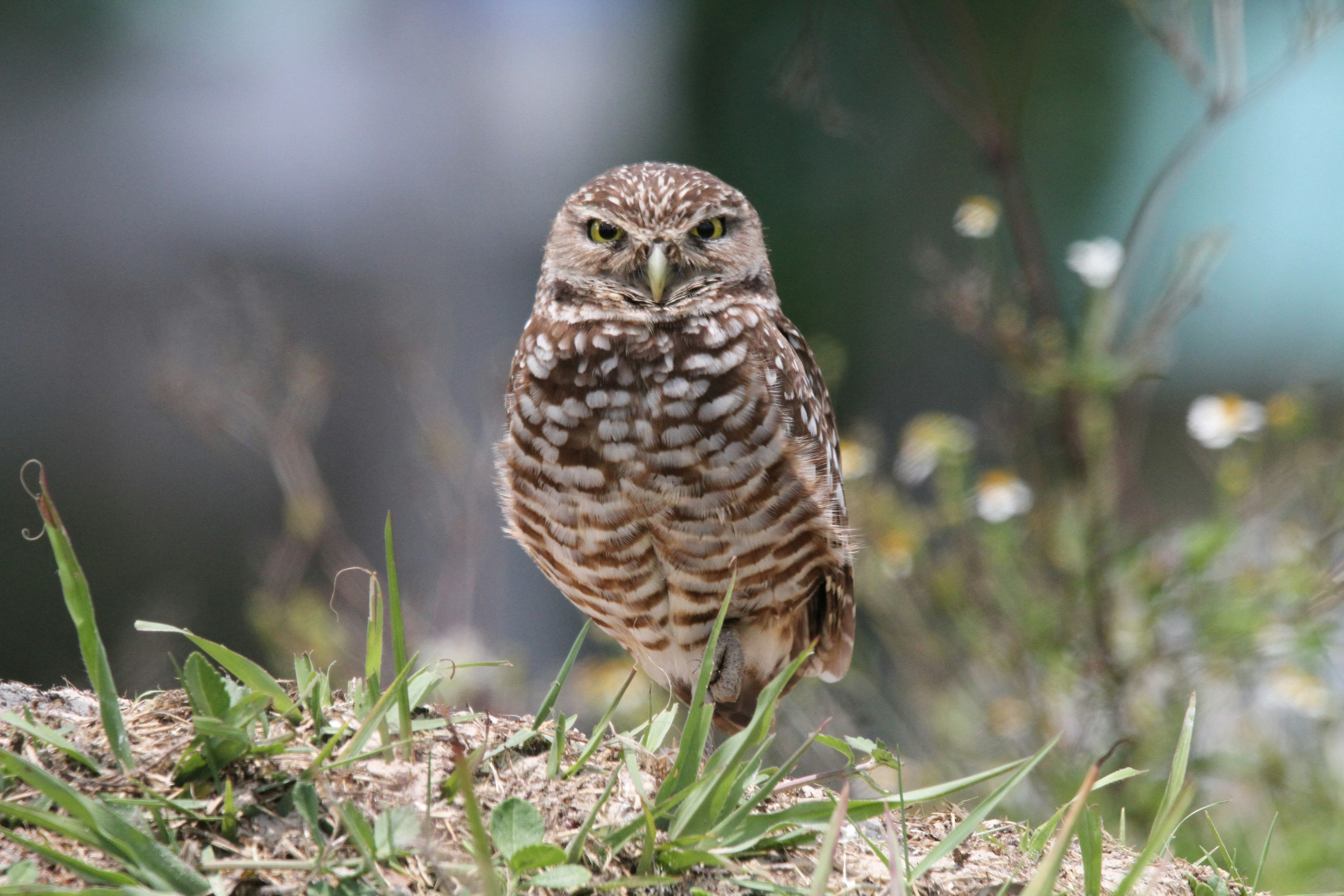 Photo by naturelensephotographer