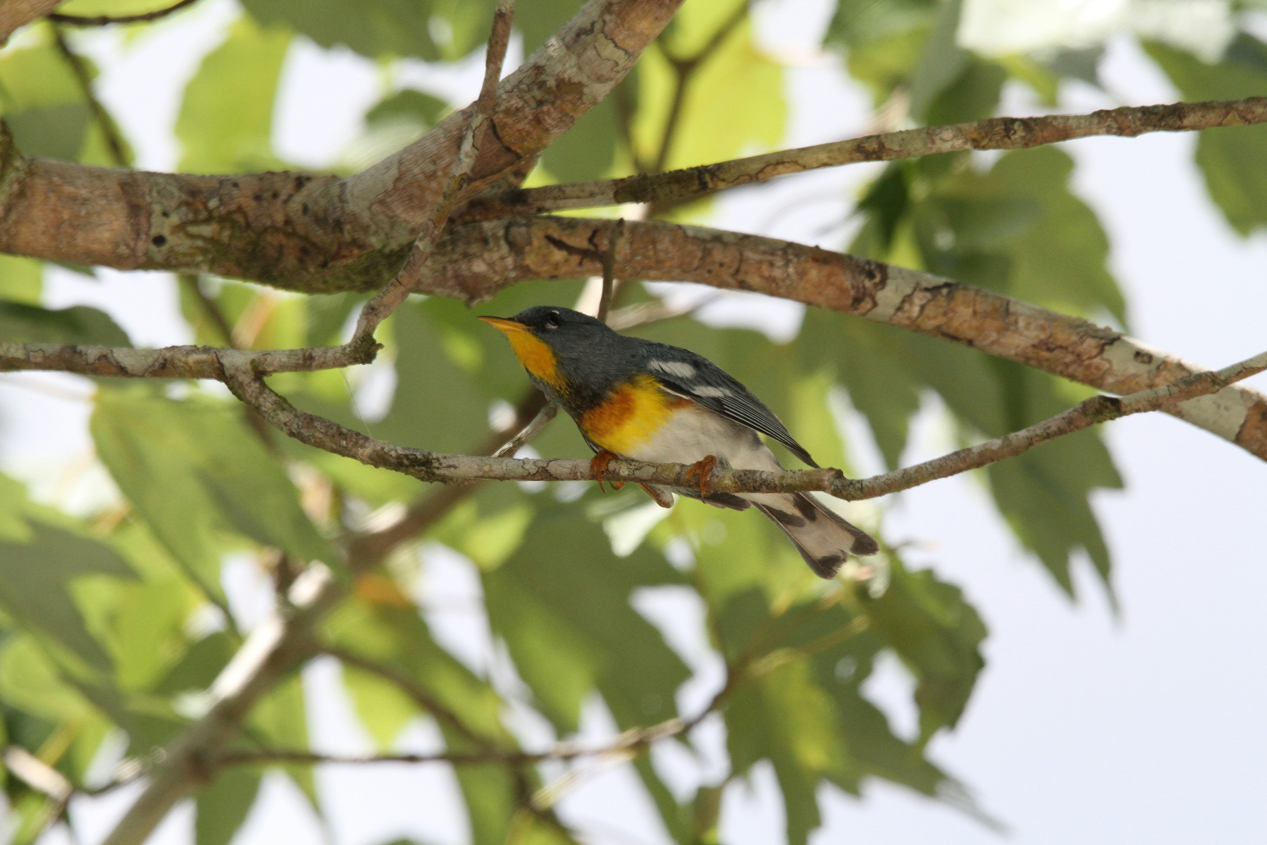 Photo by naturelensephotographer