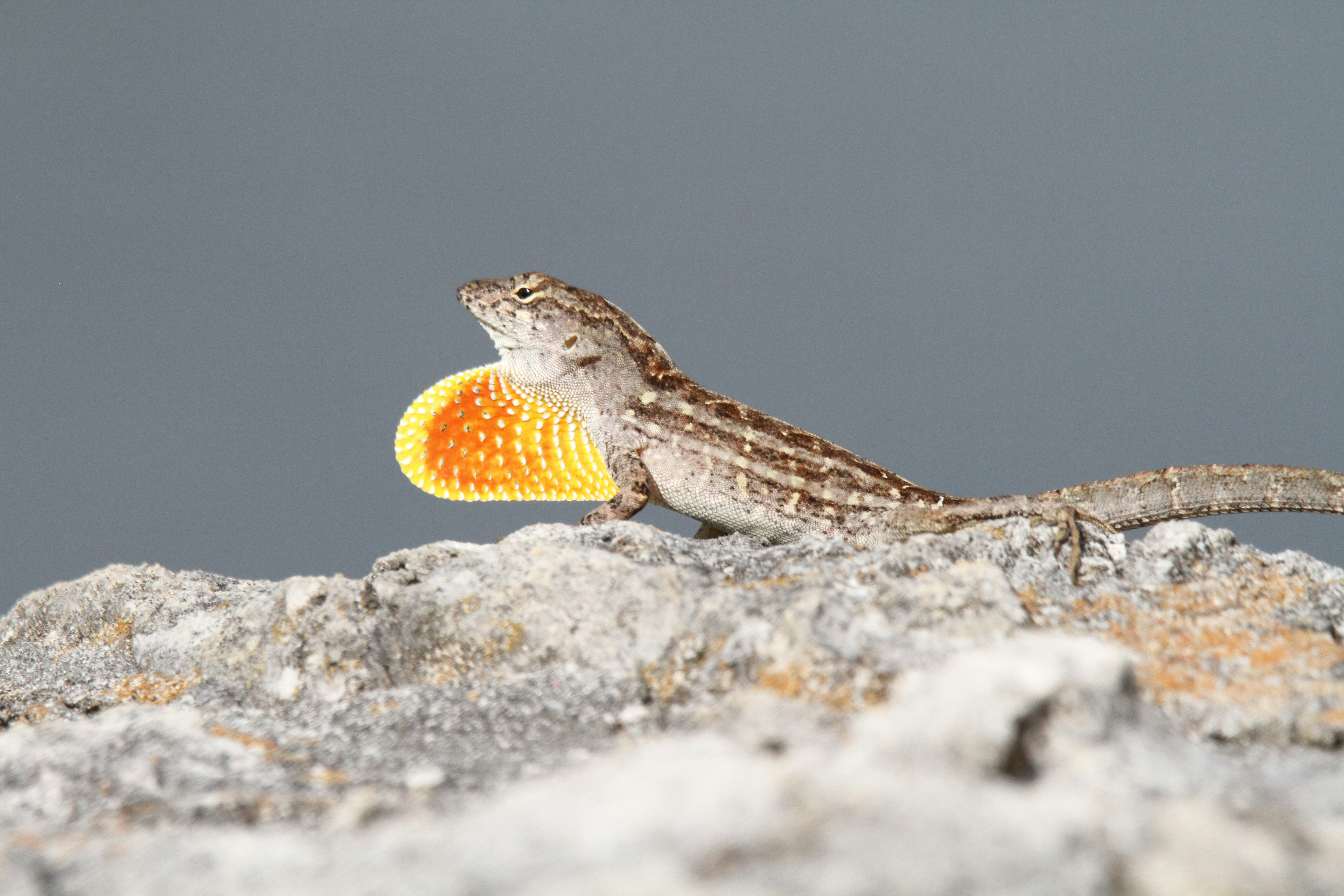 Future Research Directions (image credits: unsplash)