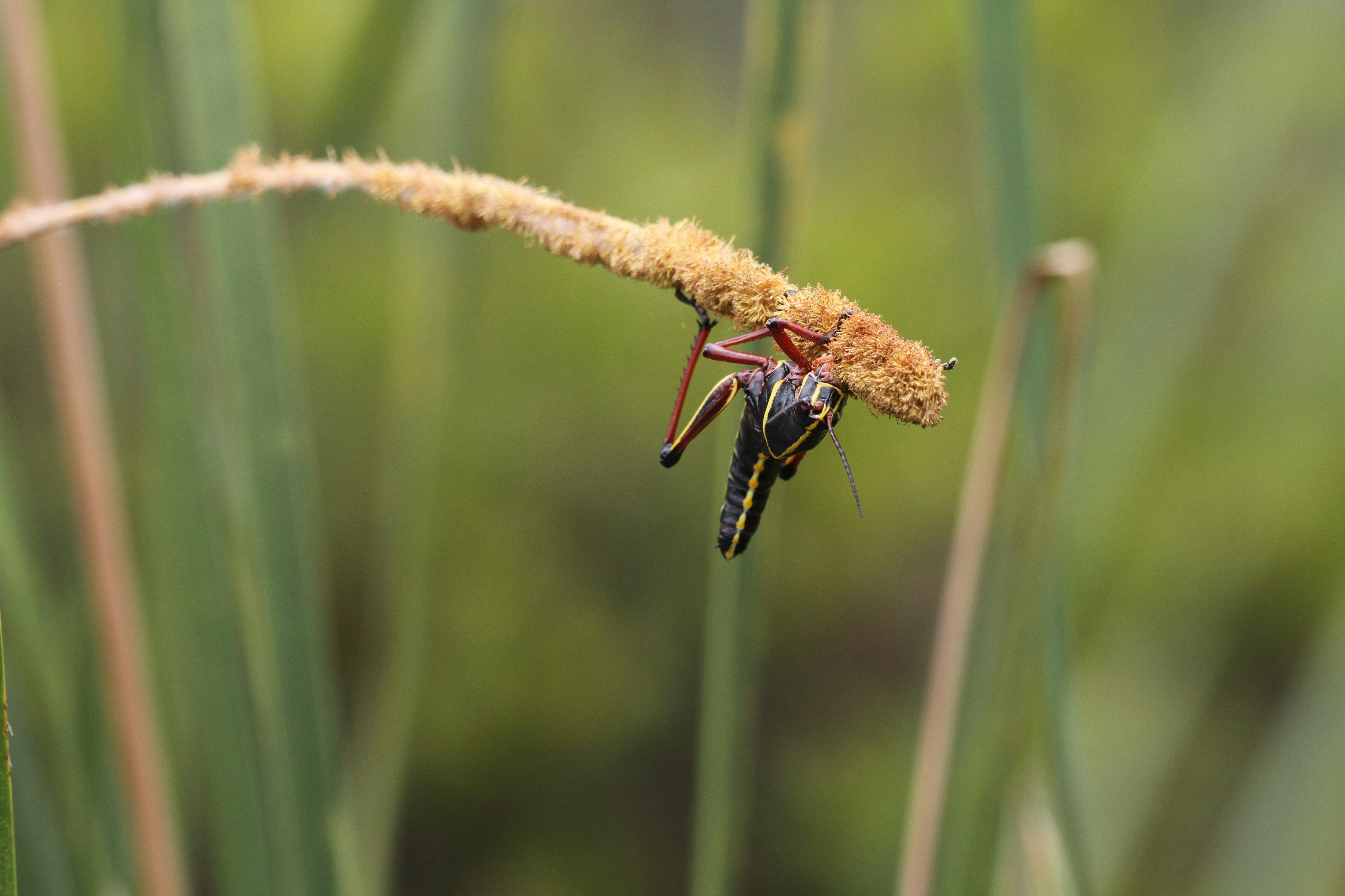 Photo by naturelensephotographer