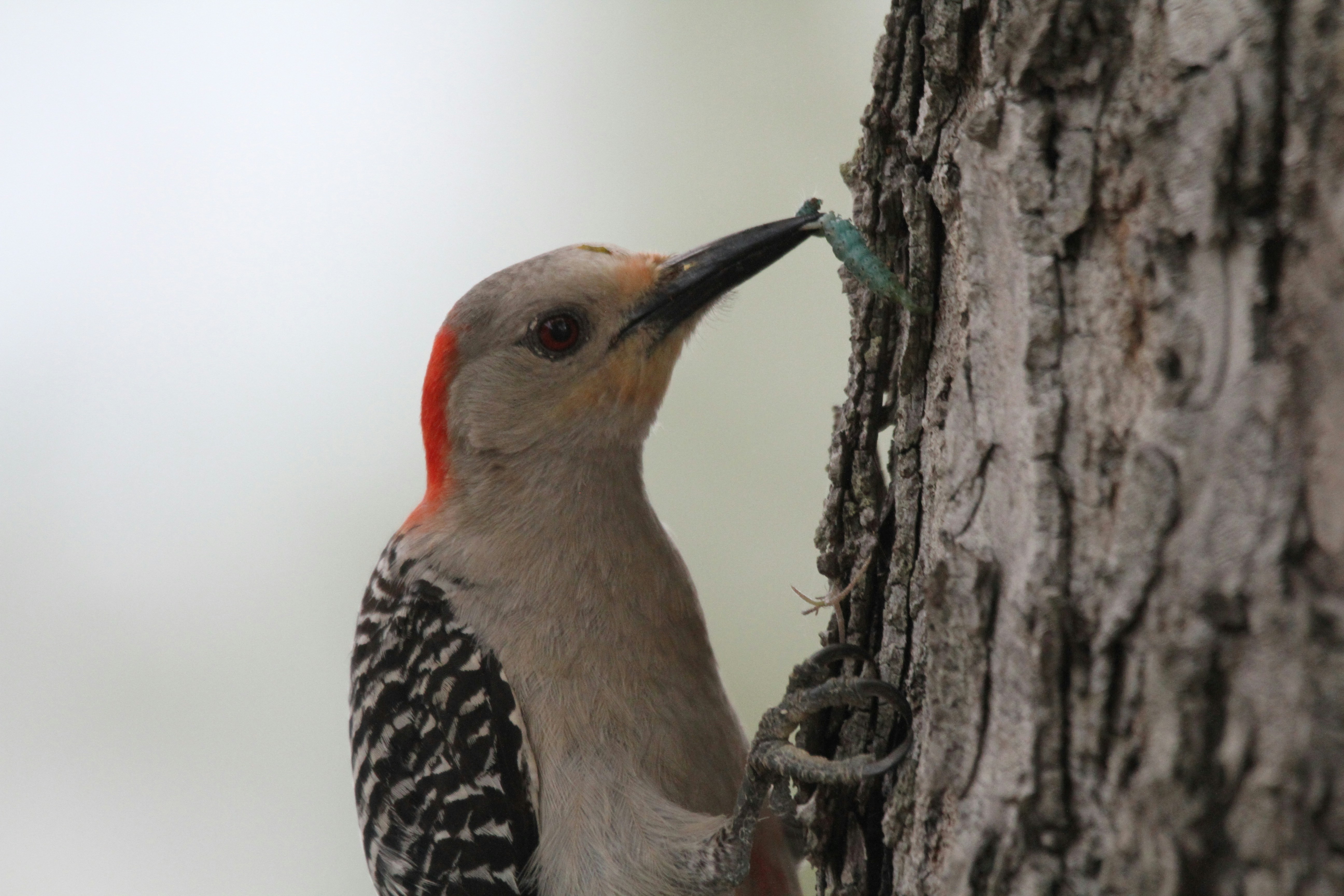 Photo by naturelensephotographer