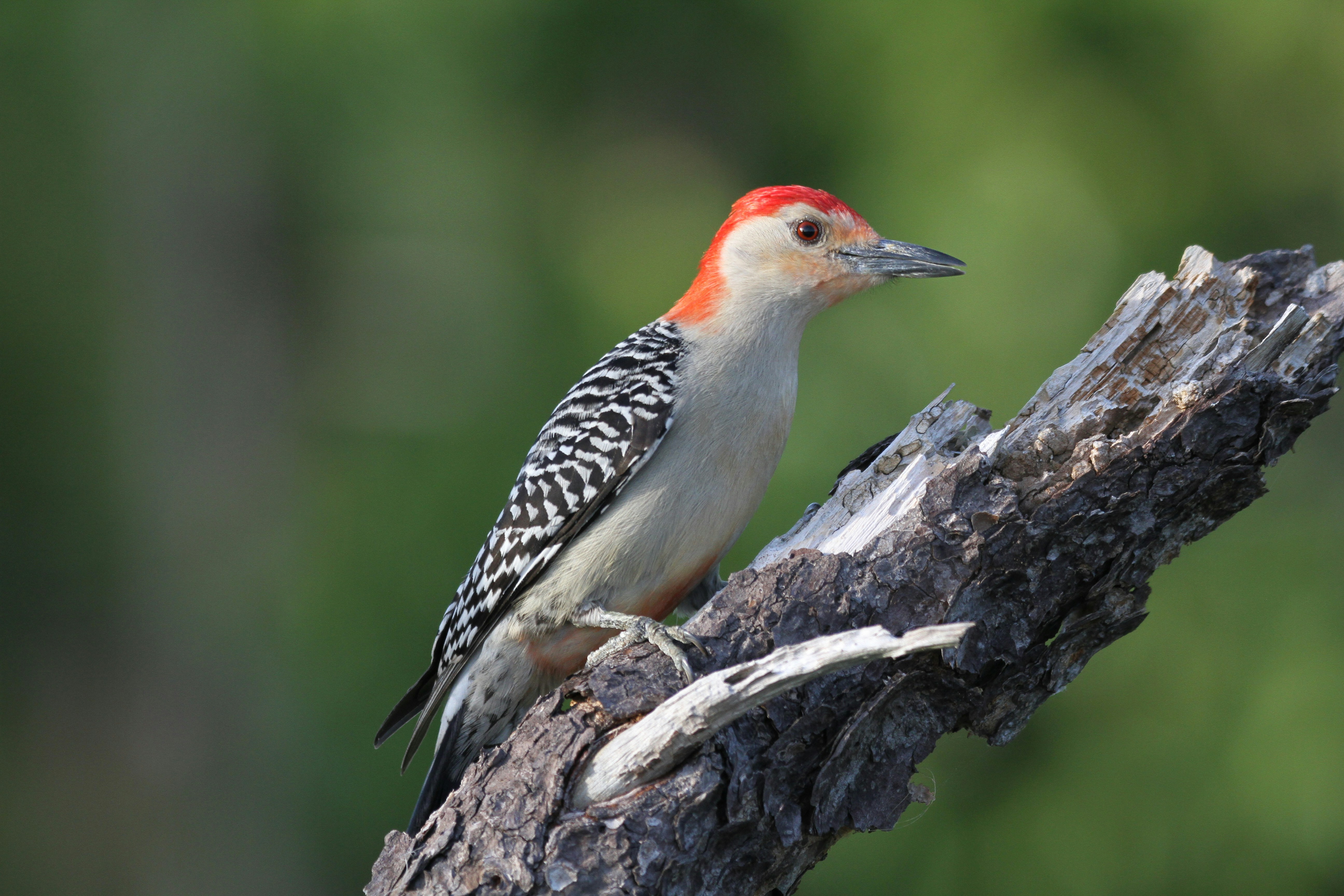 Photo by naturelensephotographer