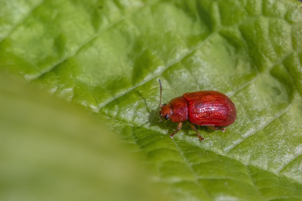 a close up of a red bug on a green leaf
