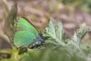Close-up of the book cover featuring a regal butterfly with shimmering gold wings against a mint green background