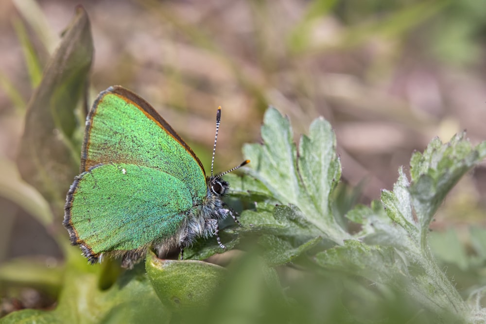 a green butterfly sitting on top of a leaf