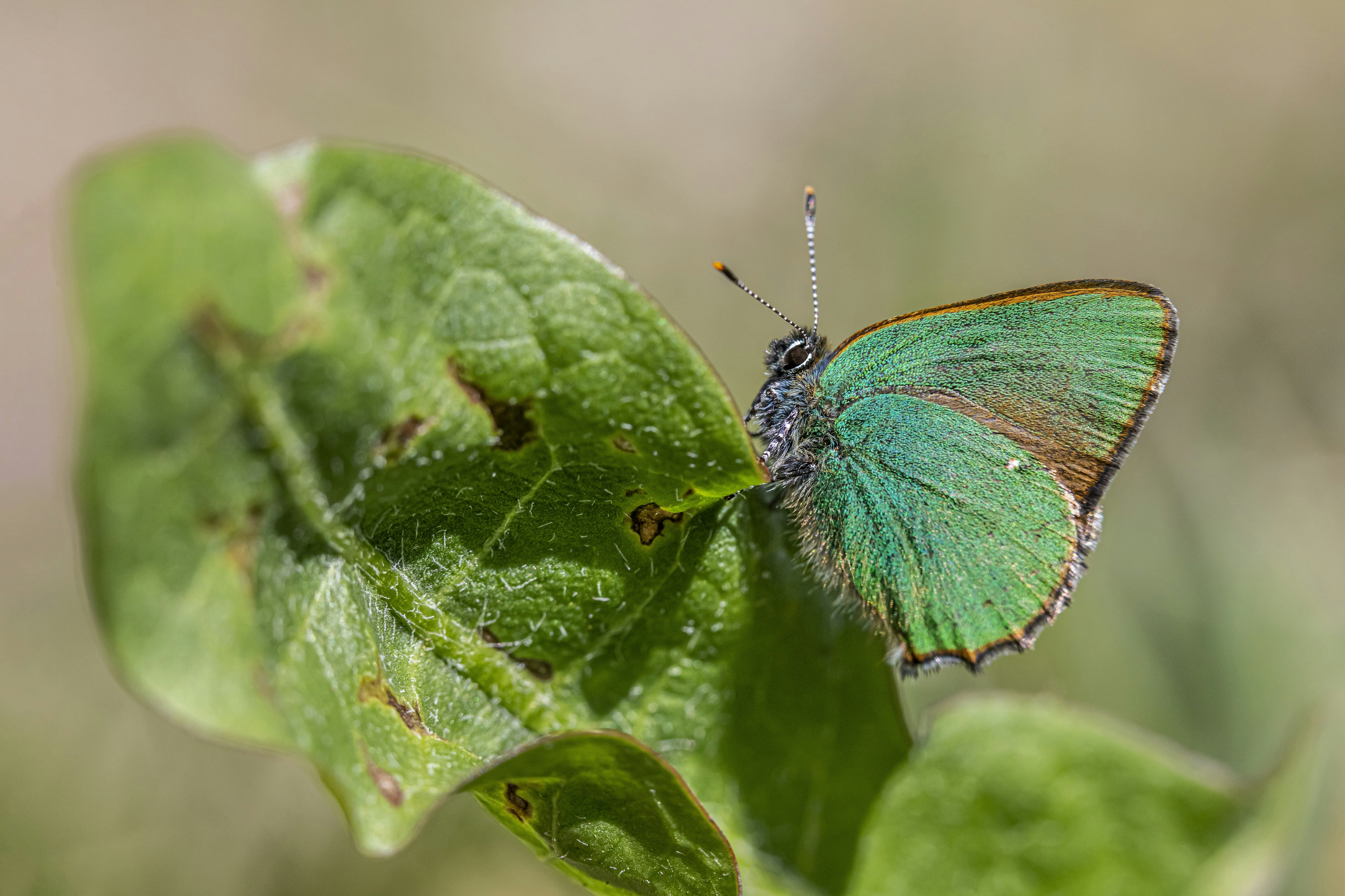 Photo by erik_karits