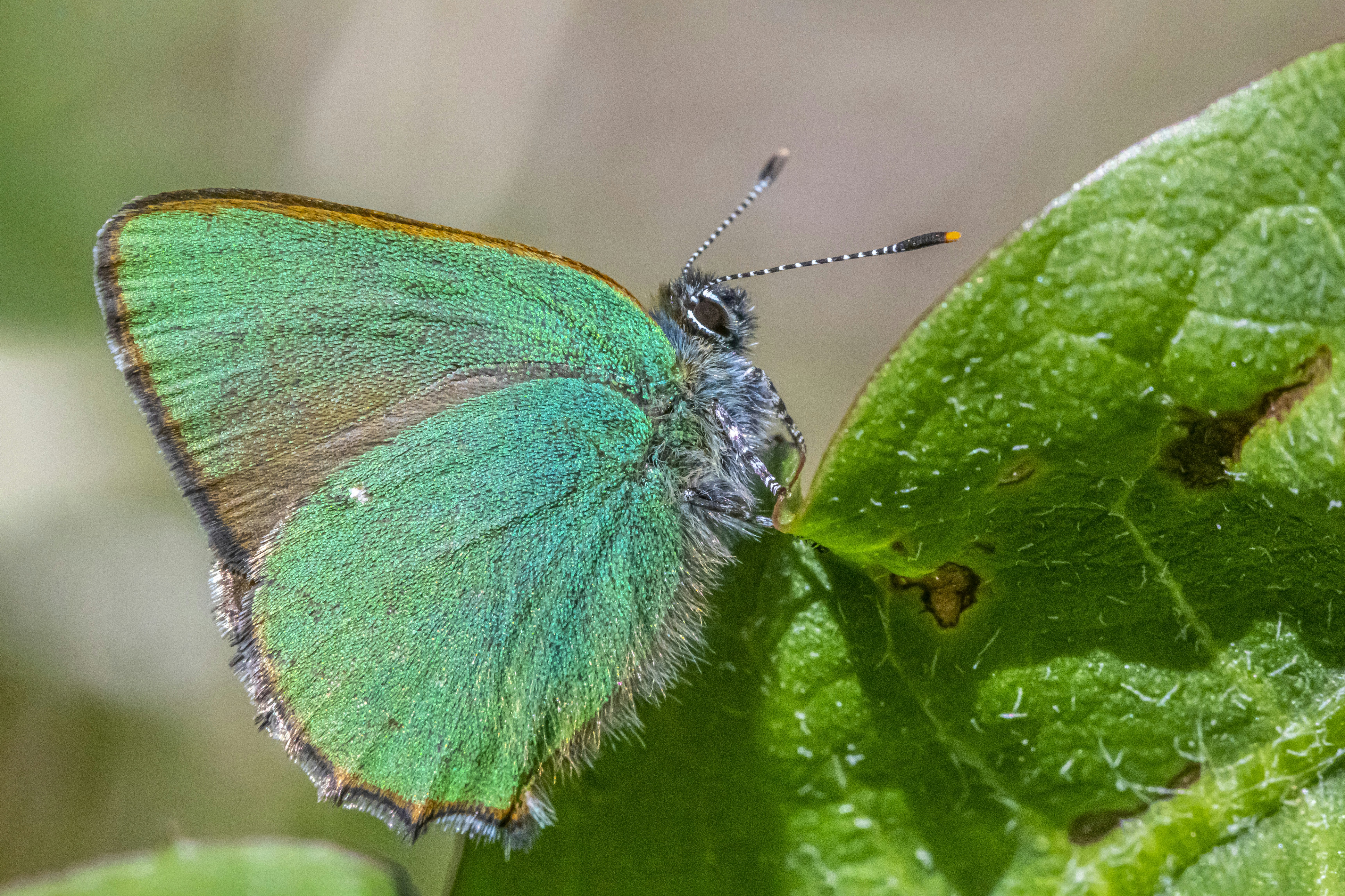 Photo by erik_karits