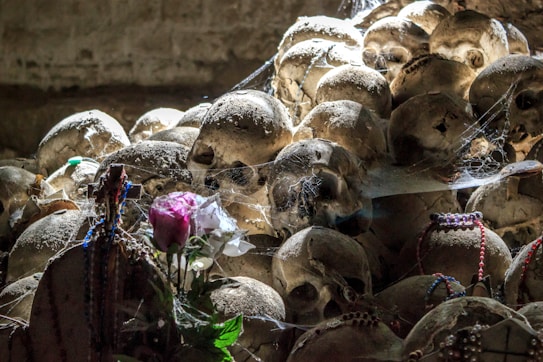 A collection of human skulls is stacked closely together, covered in dust and cobwebs. Among the skulls, a single vibrant pink and white rose stands out, adding a contrasting touch of color. Beaded necklaces adorn some of the skulls, creating a blend of macabre and decorative elements.