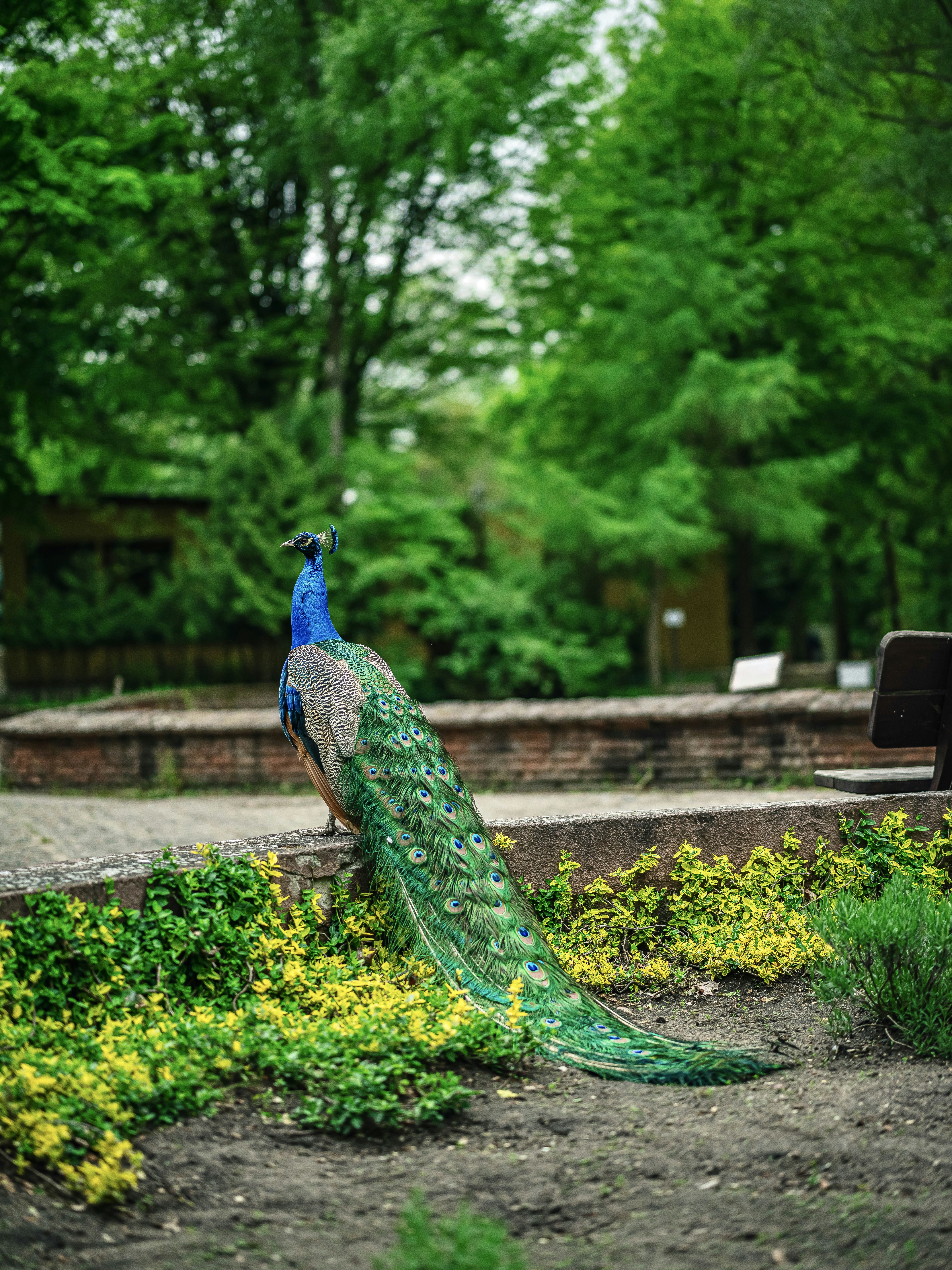 A peacock sitting on top of a lush green field photo – Free Vegetation ...