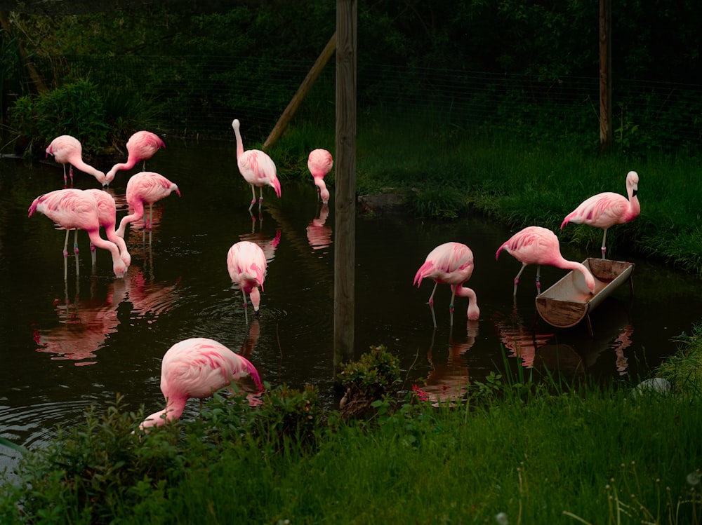 a group of pink flamingos standing in a body of water