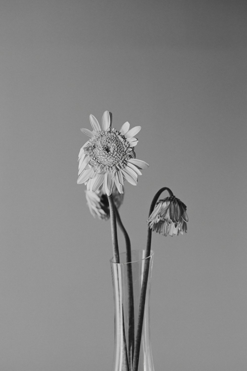 a black and white photo of two sunflowers in a vase