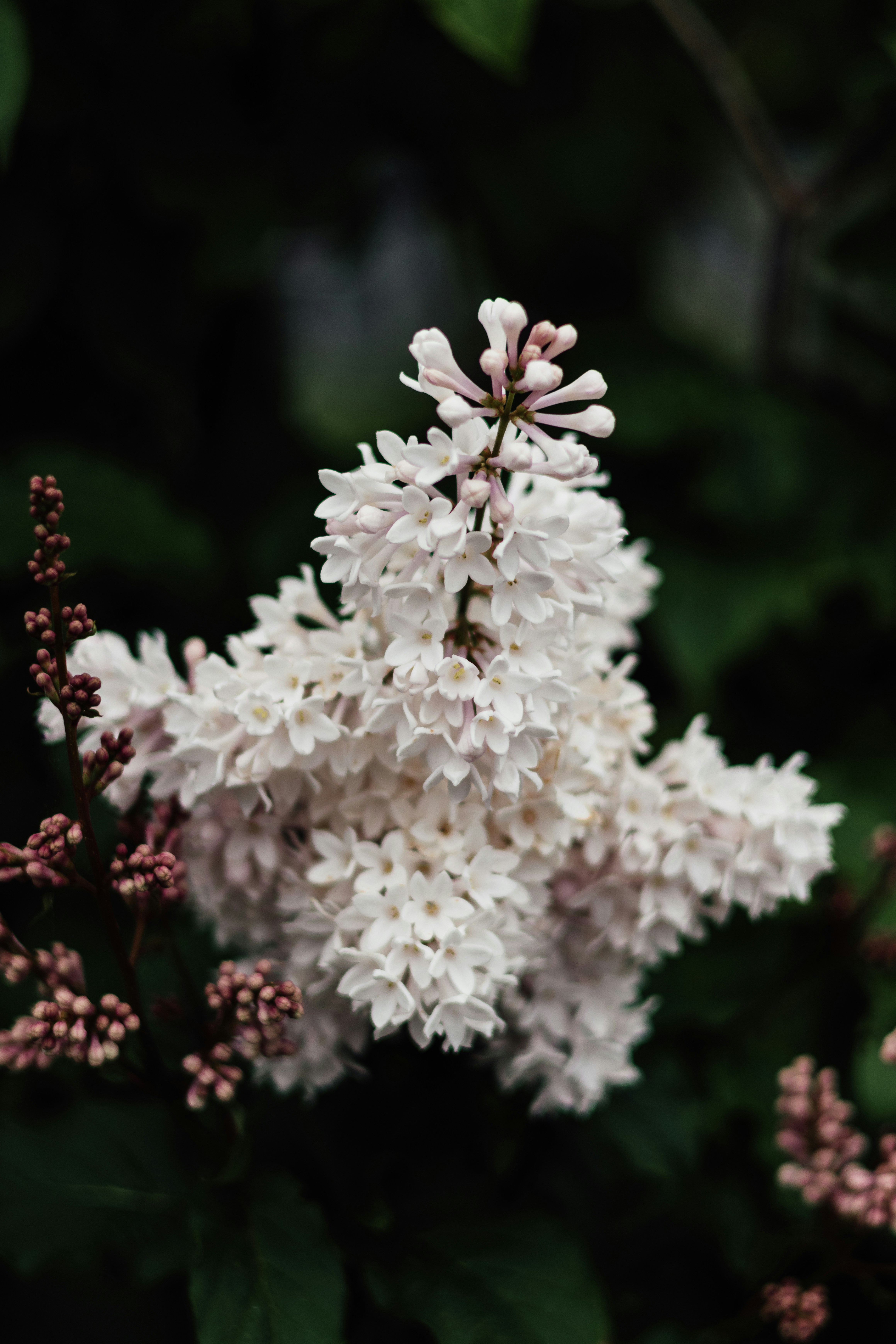 Photo by janisringli