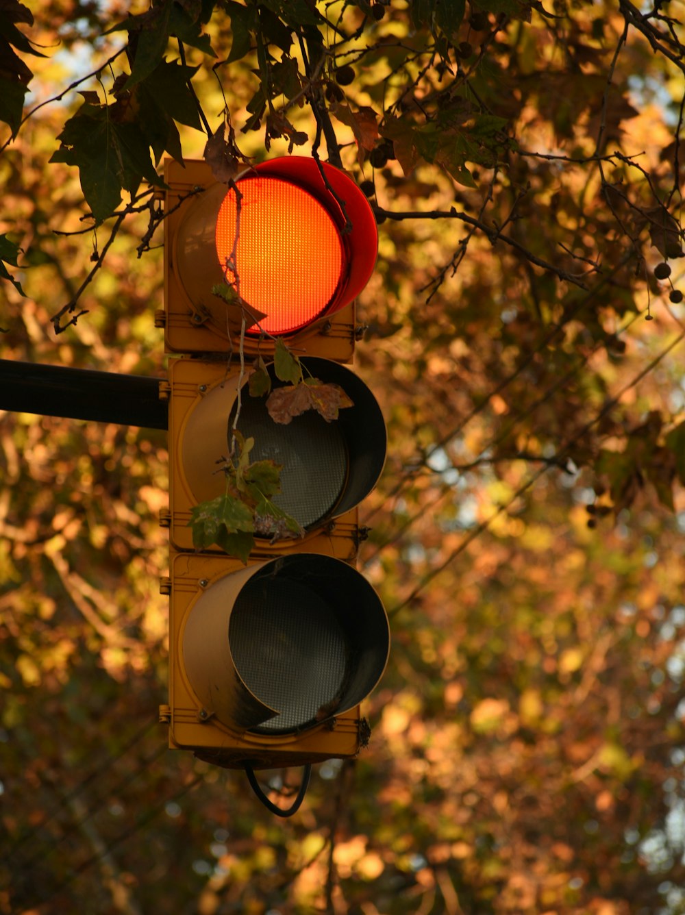 Un semáforo colgando del costado de un árbol