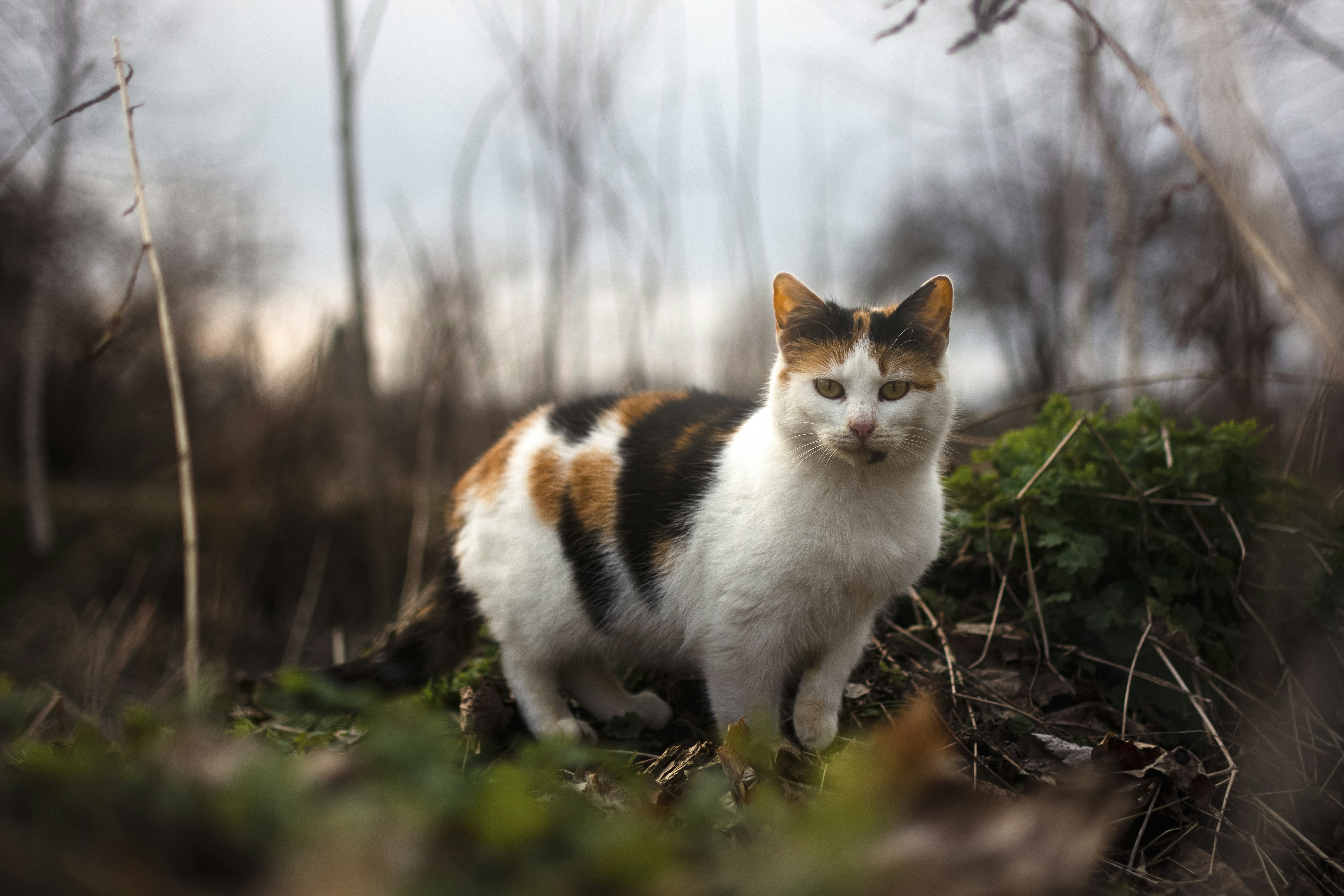 Photo by eadutskevich