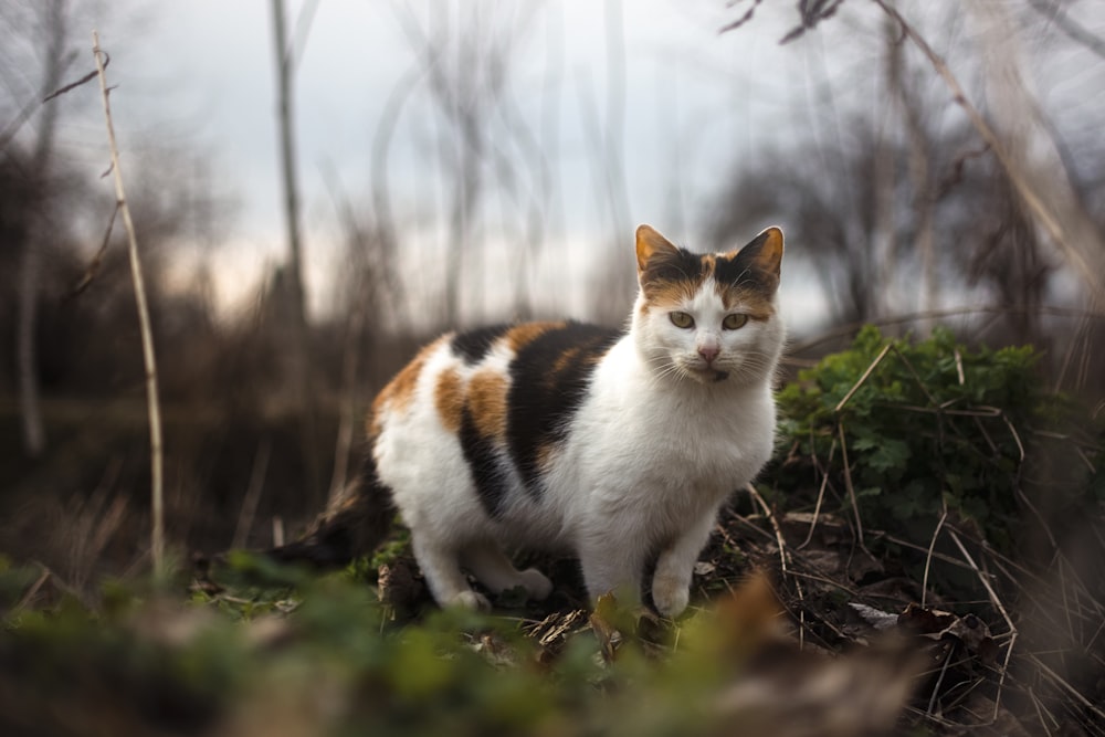 um gato em pé no meio de uma floresta