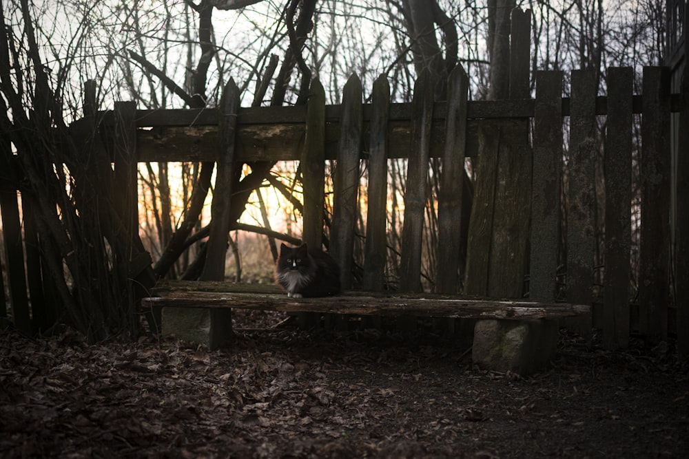 a cat sitting on a wooden bench in the woods