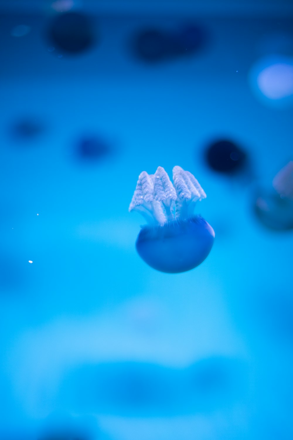 a close up of a jellyfish in a tank