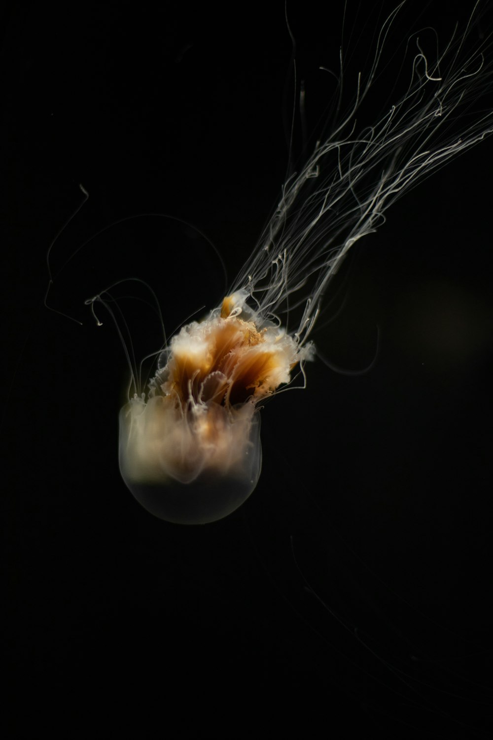 a jellyfish is floating in the dark water