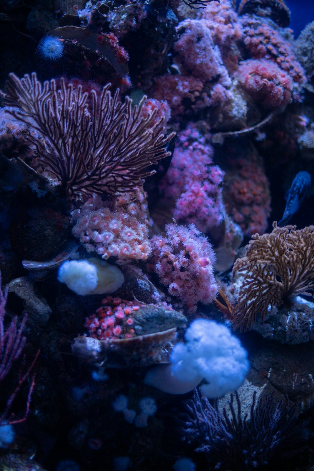 a large group of corals and sea anemones under water