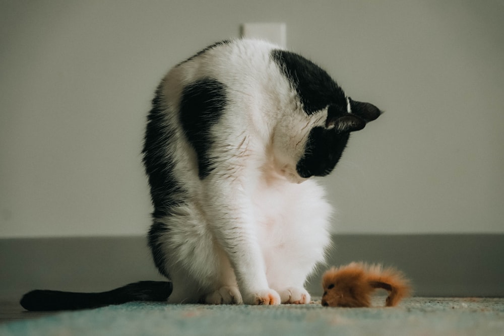 a black and white cat playing with a stuffed animal