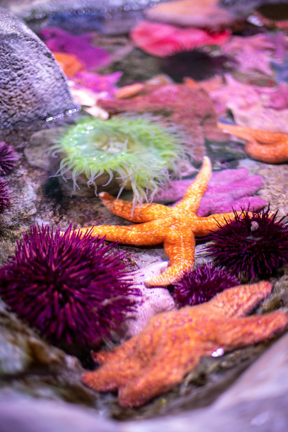 a group of sea urchins and starfish on a rock