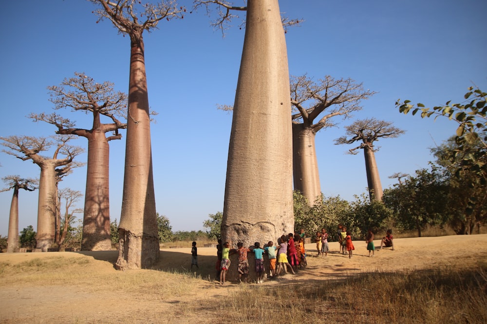 a group of people standing in front of a group of tall trees