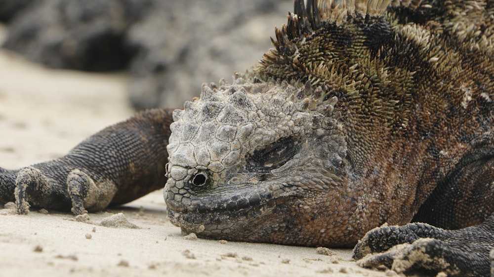 a close up of a large lizard on a beach