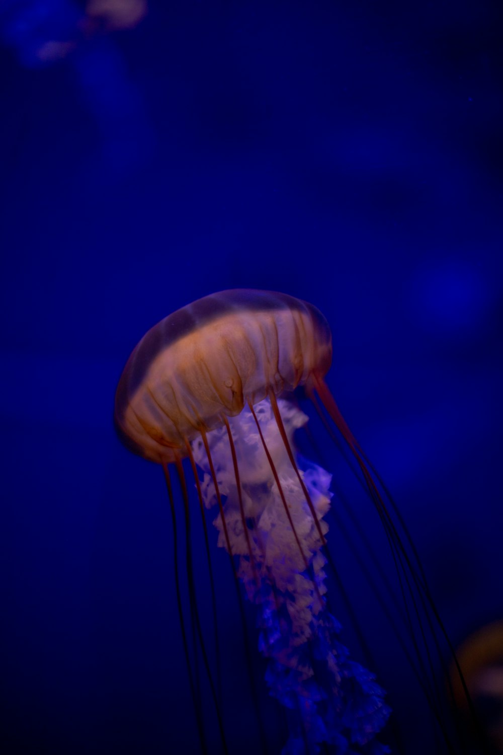 a jellyfish swimming in the water at night