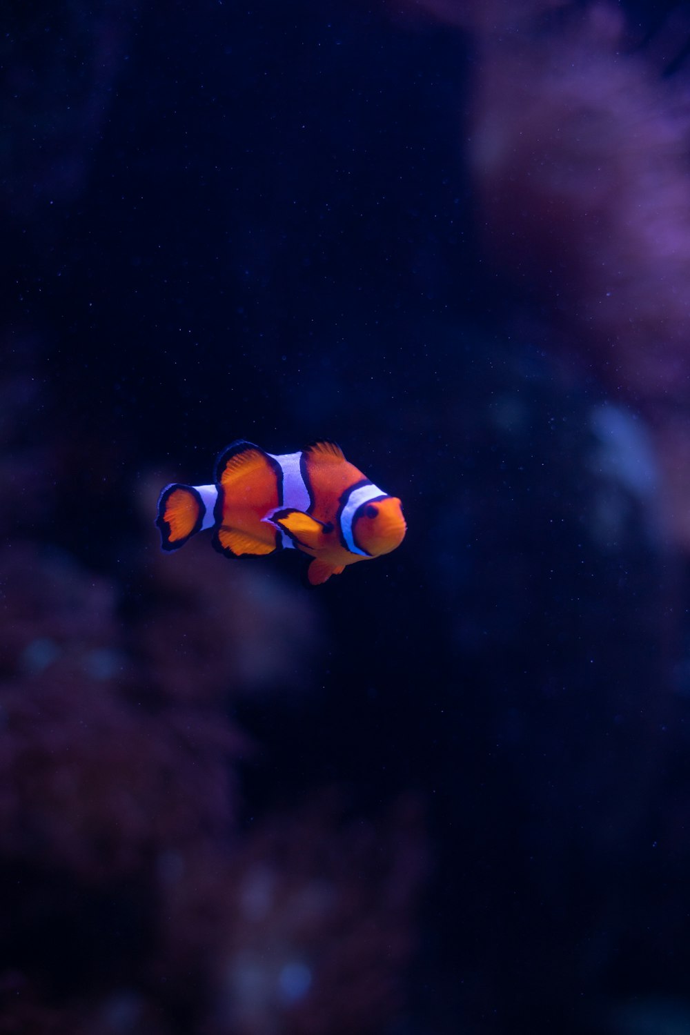 an orange and white clown fish in an aquarium