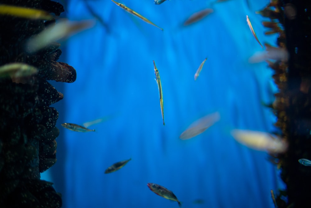 a group of fish swimming in an aquarium