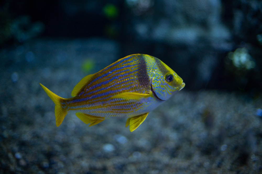 Un pez amarillo y azul nadando en un acuario
