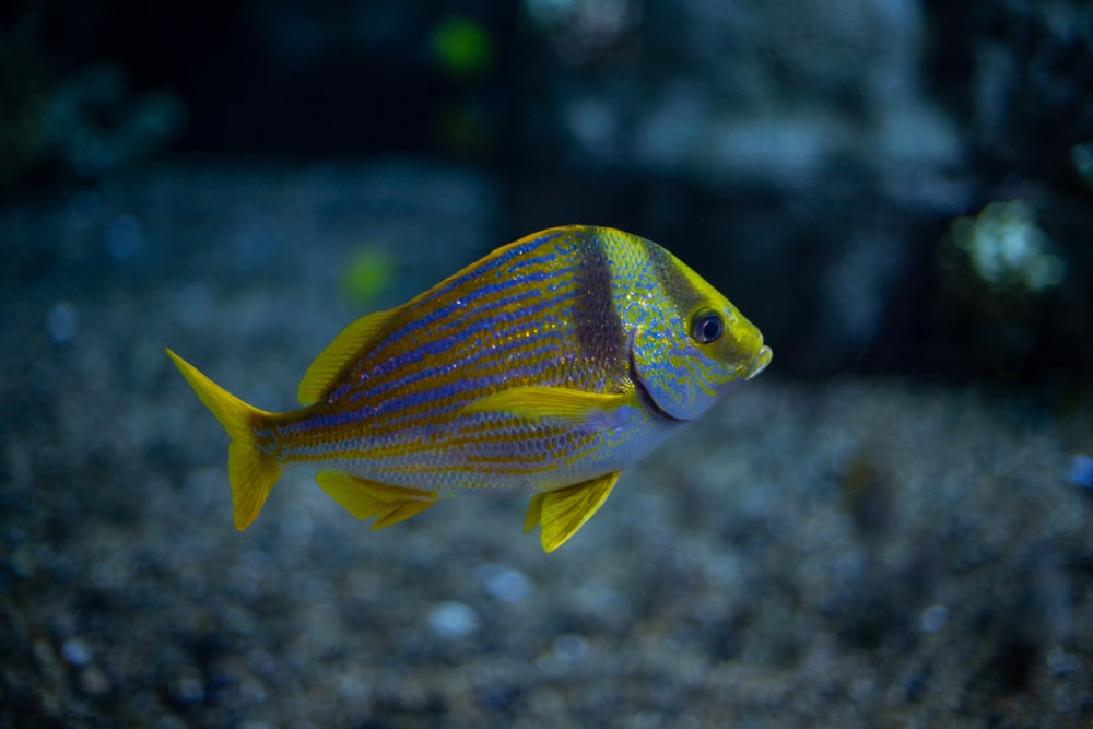 a yellow and blue fish swimming in an aquarium