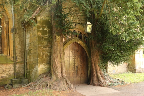 A large tree with gnarled roots is integrated into an old stone building, partially covering a medieval-style wooden door. The tree's branches extend over the top of the doorway, and a vintage lantern hangs from the building above the entrance. Moss and greenery add to the scene's ancient, mystical atmosphere.