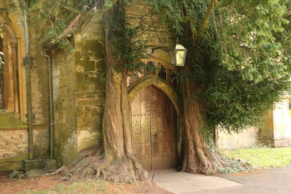 an old building with a tree growing out of it